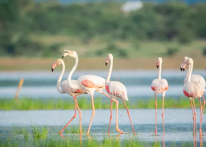 Lake Manyara National Park1