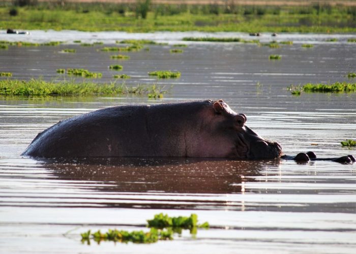Lake Manyara National Park25