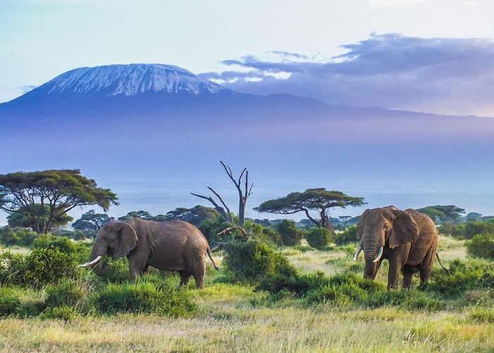 Mount Kilimanjaro National Park11