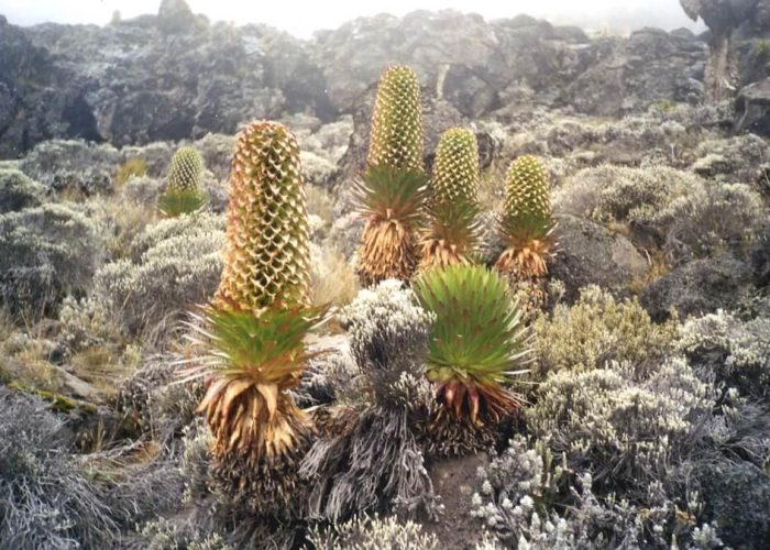 Mount Kilimanjaro National Park4