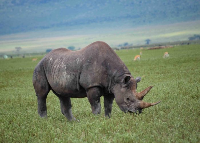 Ngorongoro Crater4