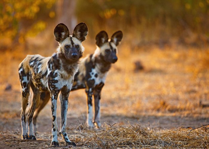Tarangire National Park