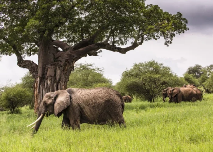Tarangire National Park1