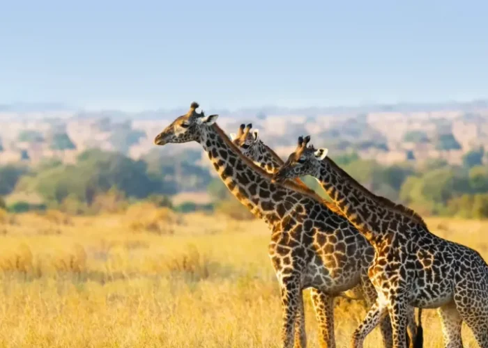 Tarangire National Park3