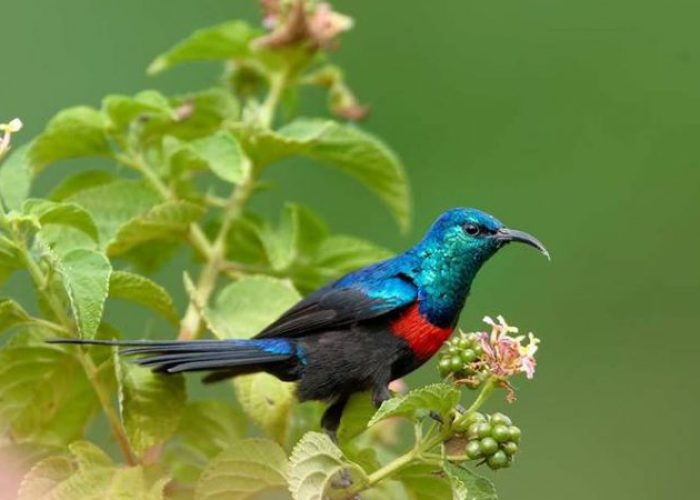 Tarangire National Park4